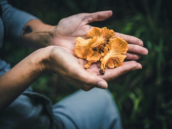 Champignons pour la concentration : boostez vos facultés mentales